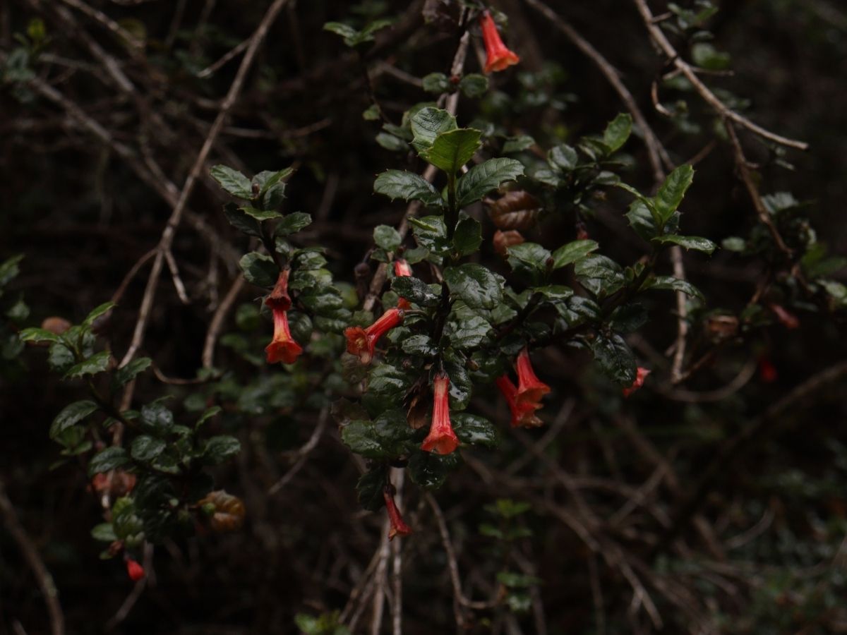 biodiversity on the inca trail to machu picchu