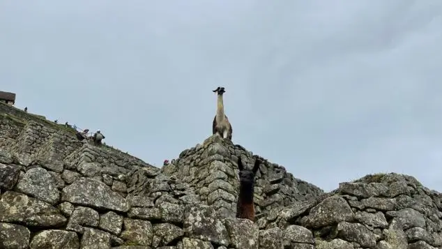 estructuras incas y vida silvestre en Machu Picchu