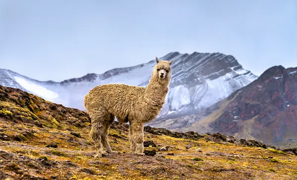 Tour al Valle Sagrado Perú