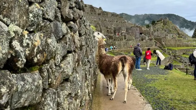 vista de la vida silvestre en machu picchu en 1 dia