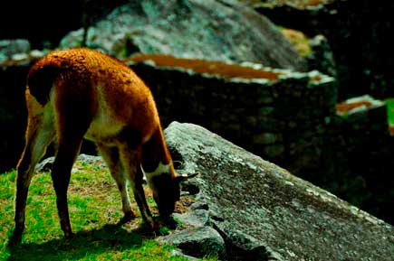 Fauna en la ciudadela de Machu Picchu