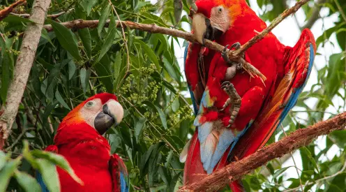 Parque nacional de manu 5 días y 4 noches Parque nacional de manu 5 días y 4 noches